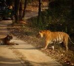 Bheema_Tiger_Of_Kanha_National_Park