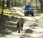 Jungle_Safari_-_Kanha_National_Park