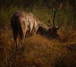 Swamp_Deer_In_Kanha_National_Park