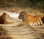 Tiger_In_Kanha_National_Park_India