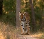 This Was My First Glimpse Of The North Indian Tiger. I Was Lucky To See Her On My First Day At Kanha. Right Behind Her, Her Two Cubs (Almost Grown Up) Followed.