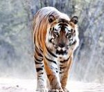 Bandhavgarh_Opt