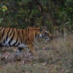 Bandhavgarh Tiger