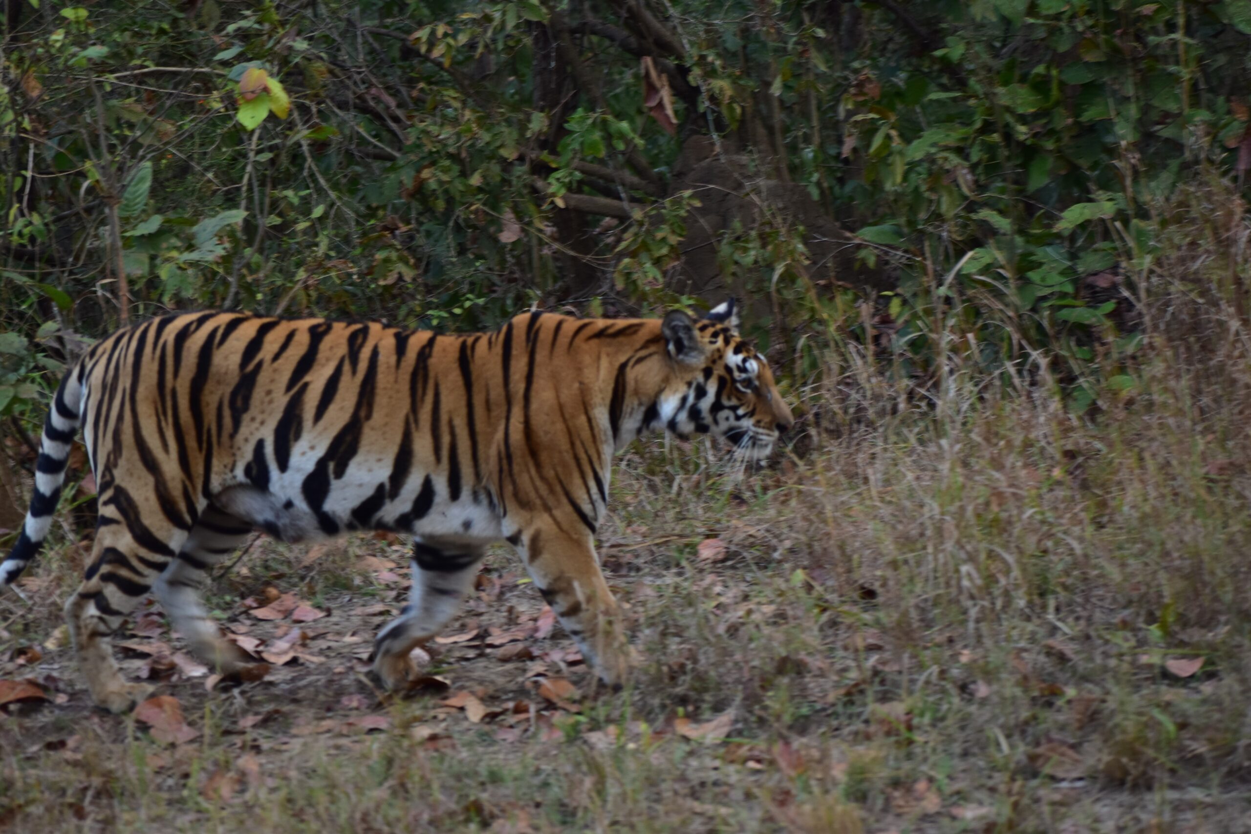 Bandhavgarh Tiger Scaled 1