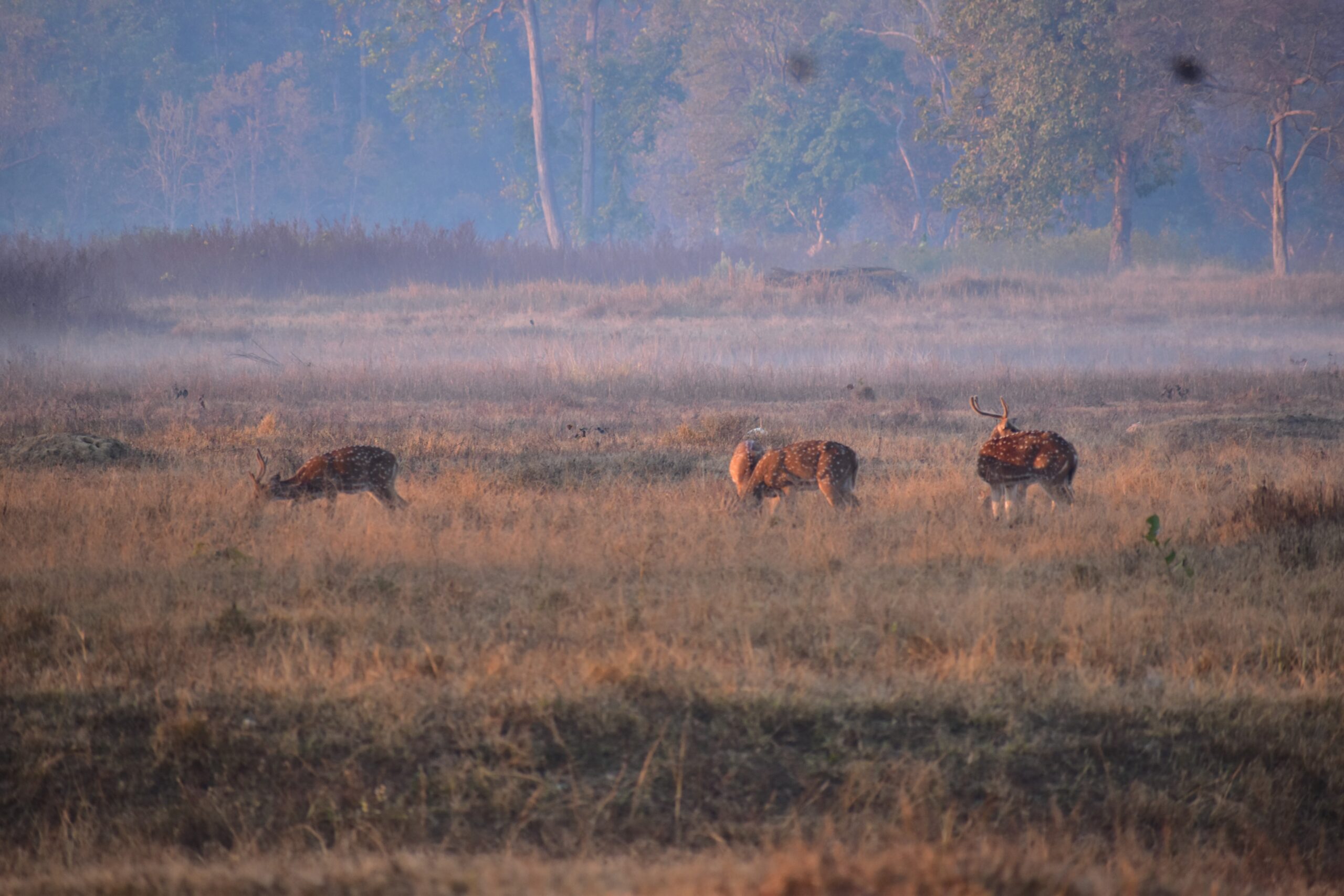 Kanha Tour Packages 98 Kanha