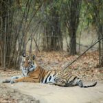 Bandhavgarh