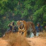 Bandhavgarh