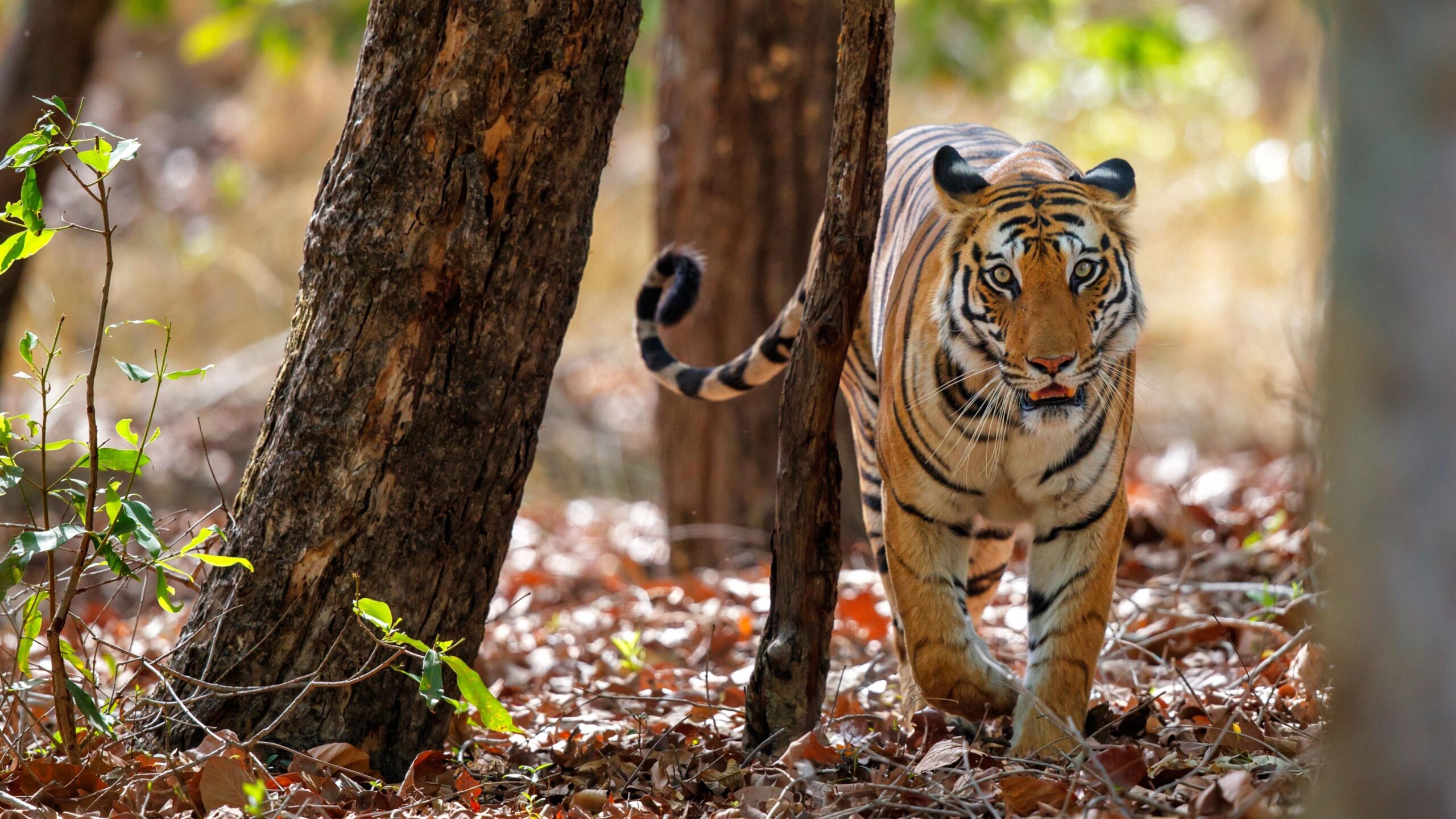 Bandhavgarh Tour Packages 73 Bandhavgarh 2 Scaled 1