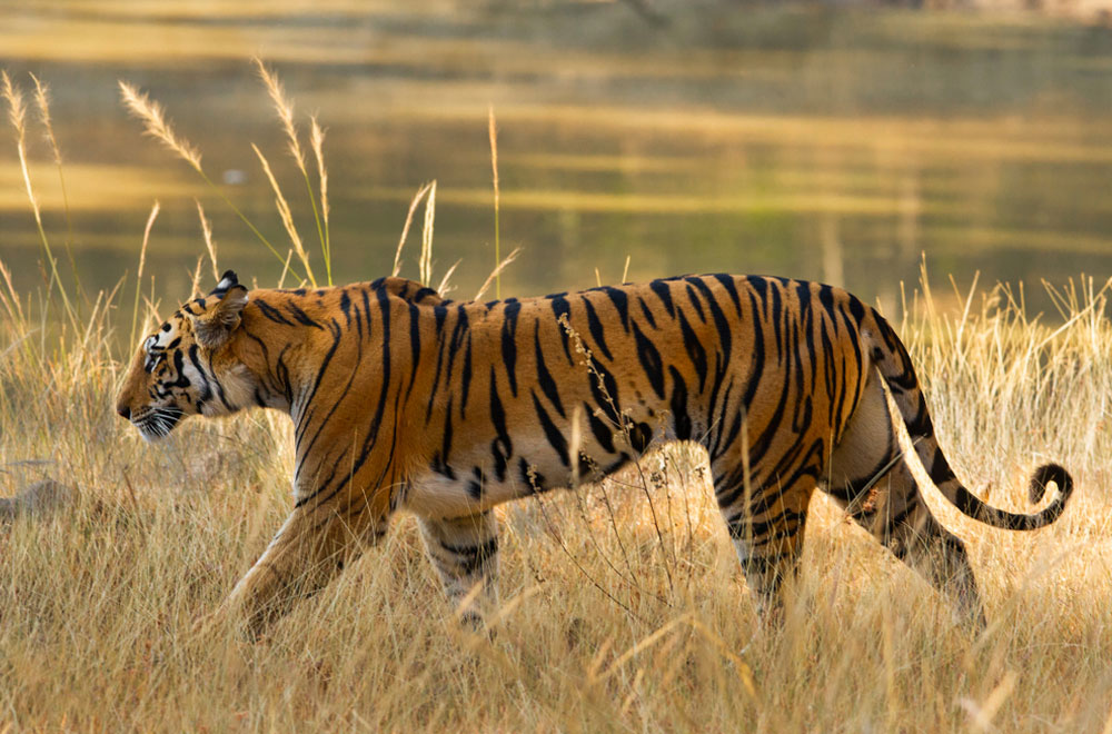 Bandhavgarh Pa Https://Mymptour.com/Wp-Content/Uploads/2023/07/Bandhavgarh-Pa.jpg