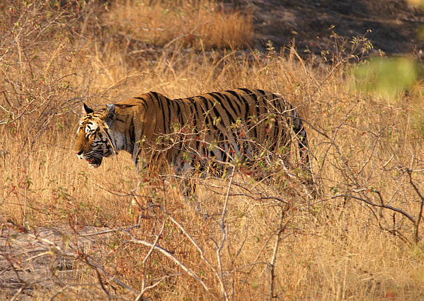 Bandhavgarh 1