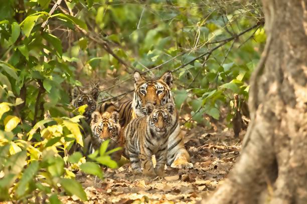 Bandhavgarh 11