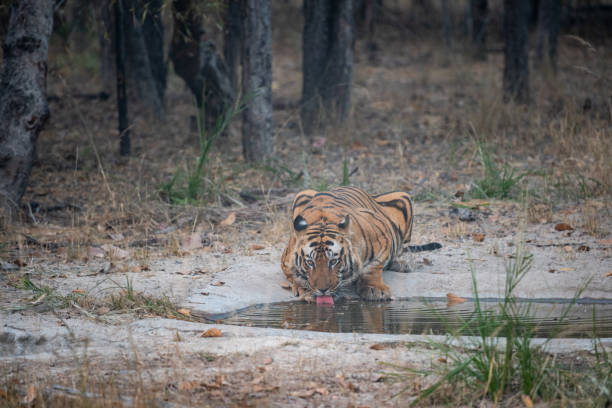 Bandhavgarh 14