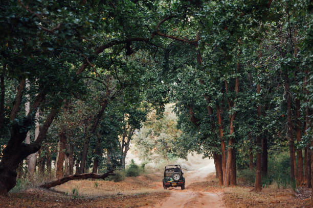 Bandhavgarh 15