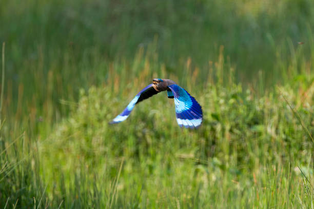 Bandhavgarh 20