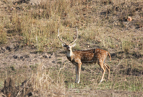 The Chital Or Spotted Deer Is The Most Common Deer In Many Of India'S Parks And Wildlife Sanctuaries. It Is Also Instrumental In The Tracking Of Tigers As It Delivers A Loud Alarm Call Everytime It Spots One Of The Big Cats.