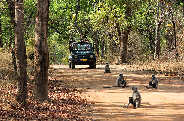 Bandhavgarh 5 Https://Mymptour.com/Wp-Content/Uploads/2023/07/Bandhavgarh-5.Jpg