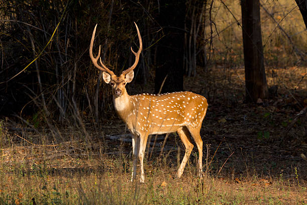 Bandhavgarh 6