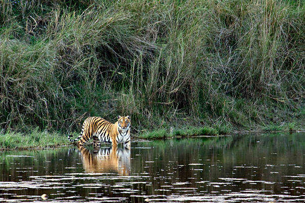 Bandhavgarh 7