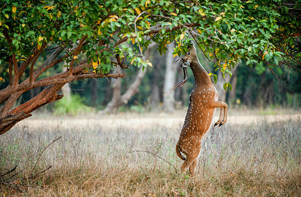 Bandhavgarh 8