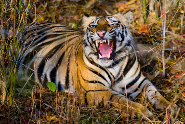 Bandhavgarh 9