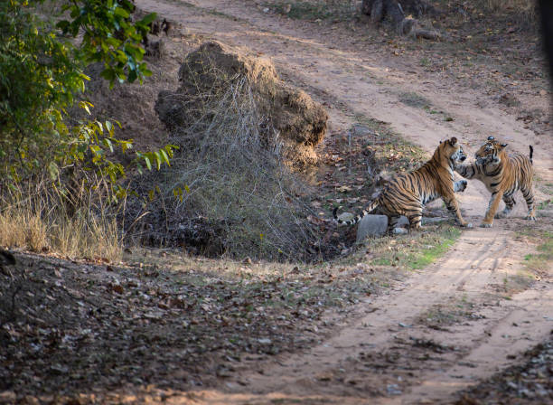 Two Bengal Tiger, ( Panthera Tigris ) Play Fighting, One With Paw On The Other Tiger. Bandhavgarh National Park, India