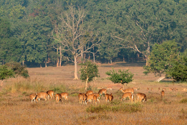 Herd Of Spotted Deer Or Chital (Axis Axis) Feeding In Natural Habitat, Kanha National Park, India