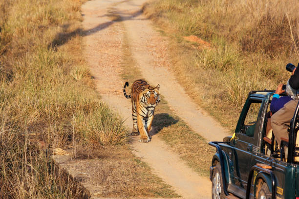 A Royal Bengal Tiger Walking Towards A Safari Jeep On A Trail Inside The Kanha National Park In Madhya Pradesh, India.