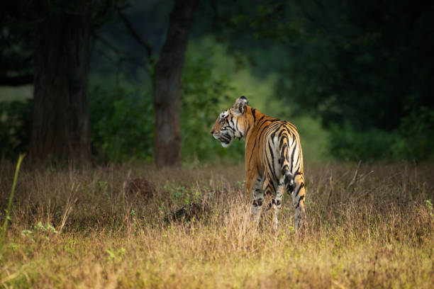 Kanha 17 Https://Mymptour.com/Wp-Content/Uploads/2023/07/Kanha-17.Jpg