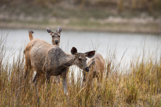 Kanha 21 Https://Mymptour.com/Wp-Content/Uploads/2023/07/Kanha-21.Jpg