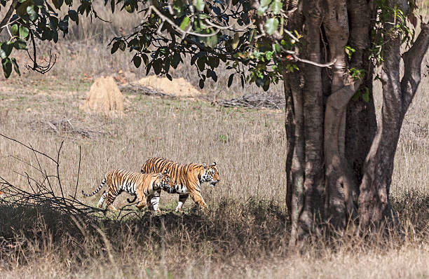 Photo Of A Wild Female Bengal Tiger Walking With One Of Her Four Eight-Month-Old Cubs In Kanha National Park, Aka Kanha Tiger Reserve, In Madhya Pradesh, Central India.