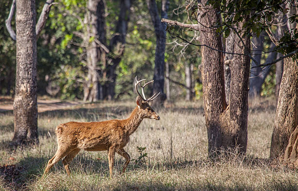 A Wild Stag Barasingha Deer, Aka Swamp Deer, Rucervus Duvaucelii, Walking In A Hardwood Forest Habitat In Kanha National Park, Madhya Pradesh, Central India.