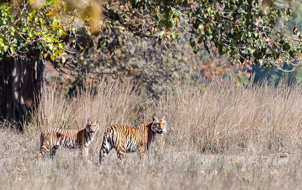 A Wild Female Bengal Tiger (Panthera Tigris Tigris) And One Of Her Four Well-Grown Cubs At Kanha National Park (Aka Kanha Tiger Reserve), Madhya Pradesh, Central India.